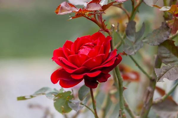 Czerwona Róża Kwitnie Ogrodzie — Zdjęcie stockowe