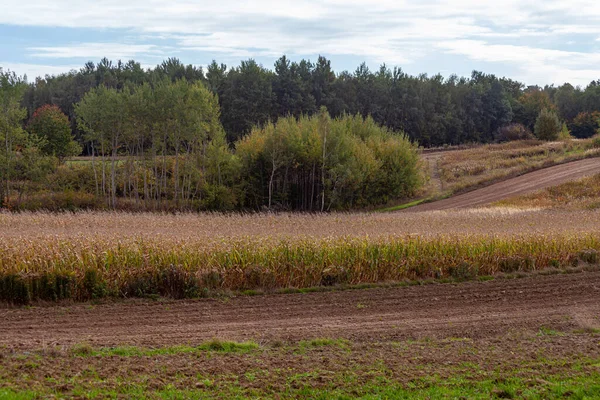 Bela Paisagem Campo Dia Ensolarado Outubro Polónia — Fotografia de Stock