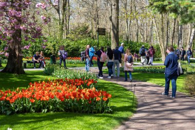 14 Nisan 2022 Lisse, Hollanda. Bahar çiçeklerinin açtığı güzel bir halk bahçesi. Popüler turizm sitesi.