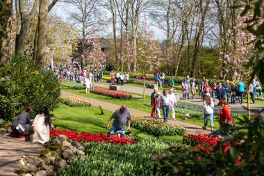 14 Nisan 2022 Lisse, Hollanda. Bahar çiçeklerinin açtığı güzel bir halk bahçesi. Popüler turizm sitesi.