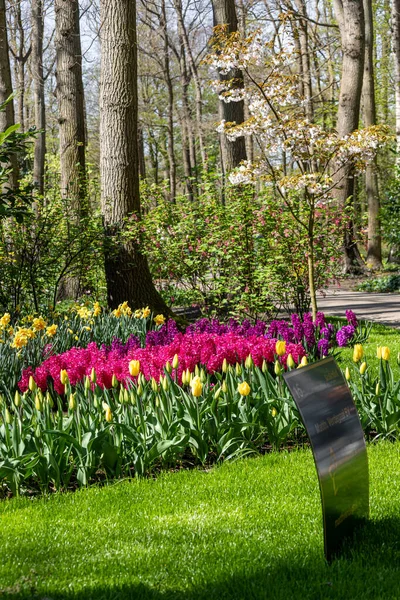 Nisan 2022 Lisse Hollanda Bahar Çiçeklerinin Açtığı Güzel Bir Halk — Stok fotoğraf