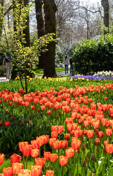 Апреля 2022 Лиссе Нидерланды Общественный Сад Цветущими Весенними Цветами Популярный — стоковое фото