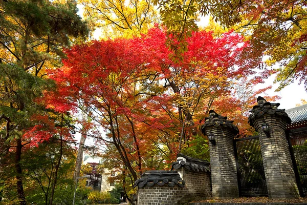 Maple trees with multicolored leaves and an ancient gate.