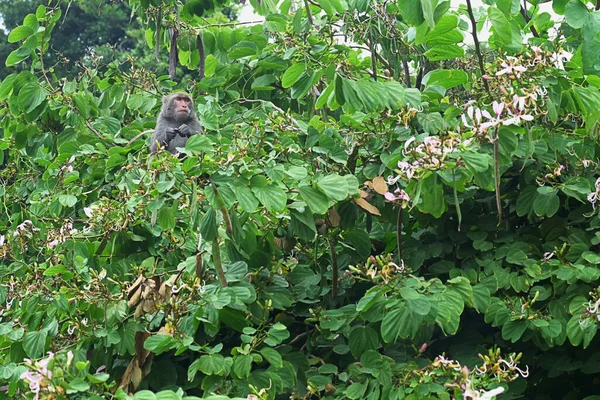 Formosan rock macaque on the tree.