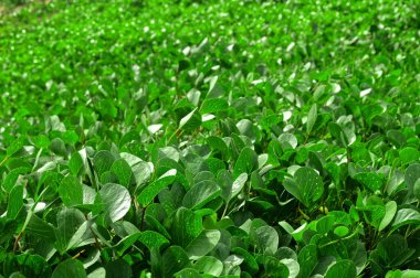 Taze yeşil yaprak arka planı. Baş belaları tarafından yenmiş..