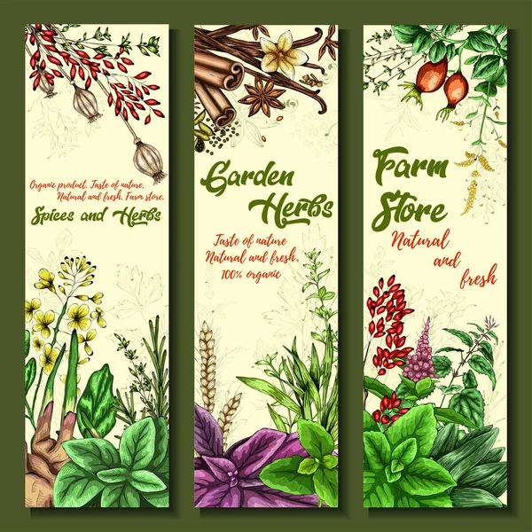 Renkli baharatlar, otlar ve baharatlar. Parlak, renkli bir el çizimi. Menü, restoran, yemek ve mutfak tasarımı için vektör.
