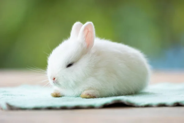 かわいい白い赤ちゃんウサギの布の上に座っている かわいいイースターバニーとの友情 — ストック写真