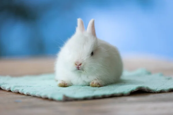 かわいい白い赤ちゃんウサギの布の上に座っている かわいいイースターバニーとの友情 — ストック写真