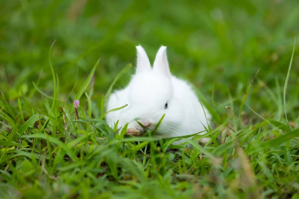 Милый Белый Кролик Зеленой Траве Лугу Дружба Милым Пасхальным Зайчиком — стоковое фото
