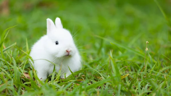 草原の緑の芝生でかわいい白い赤ちゃんウサギ かわいいイースターバニーとの友情 — ストック写真