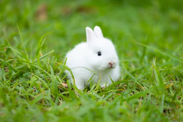 草原の緑の芝生でかわいい白い赤ちゃんウサギ かわいいイースターバニーとの友情 — ストック写真