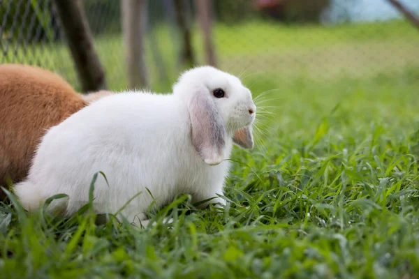 Mignon Lapin Jouant Dans Herbe Verte Prairie Amitié Avec Lapin — Photo