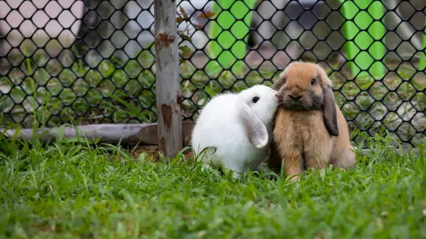 2つのかわいいウサギを愛し 一緒に牧草地の緑の芝生で遊んでいます 東のウサギとの友情 ハッピーウサギ — ストック写真