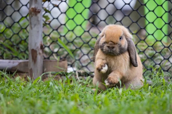 Cute Królik Skoków Zabawy Łące Zielonej Trawy Przyjaźń Króliczkiem Wielkanocnym — Zdjęcie stockowe