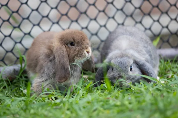 2つのかわいいウサギを愛し 一緒に牧草地の緑の芝生で遊んでいます 東のウサギとの友情 ハッピーウサギ — ストック写真