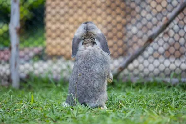 Задняя Сторона Кролика Стоящего Лугу Счастливый Кролик Играет Улице Дружба — стоковое фото