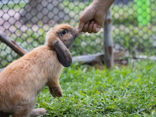 Cute Rabbit Eating Pellet Food Owner Woman Hand Hungry Rabbit — Stock Photo, Image