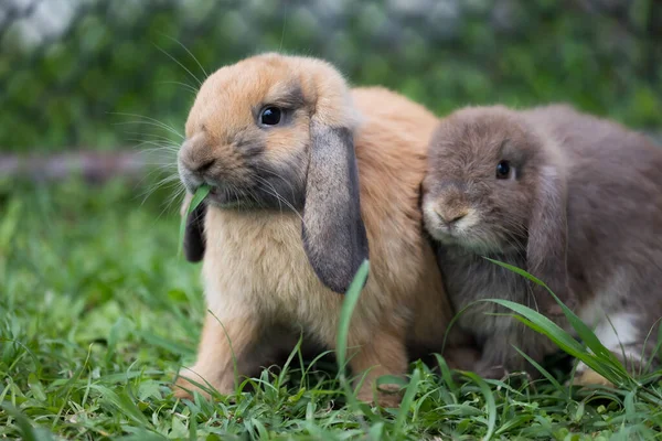 Two Cute Rabbits Loving Playing Meadow Green Grass Together Friendship — Stock Photo, Image