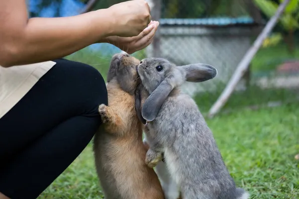 かわいいウサギは 所有者の女性の手からペレット食品を食べる 空腹のウサギの牧草地で食べ物を食べる 所有者はウサギに餌を与える 東ウサギとの友情 — ストック写真