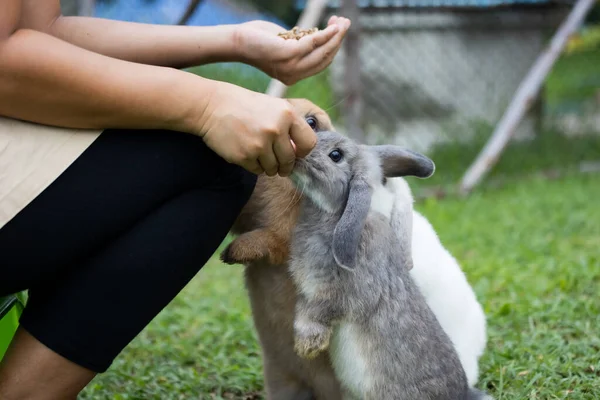 かわいいウサギは 所有者の女性の手からペレット食品を食べる 空腹のウサギの牧草地で食べ物を食べる 所有者はウサギに餌を与える 東ウサギとの友情 — ストック写真