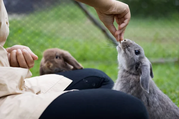 可爱的兔子从主人手里吃小球食物 饥饿的兔子在草地上吃着食物 店主给兔子喂食 与复活节兔子的友谊 — 图库照片