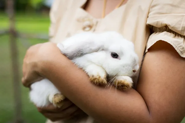 Asian Woman Holding Carrying Cute Rabbit Tenderness Love Friendship Cute — Stock Photo, Image