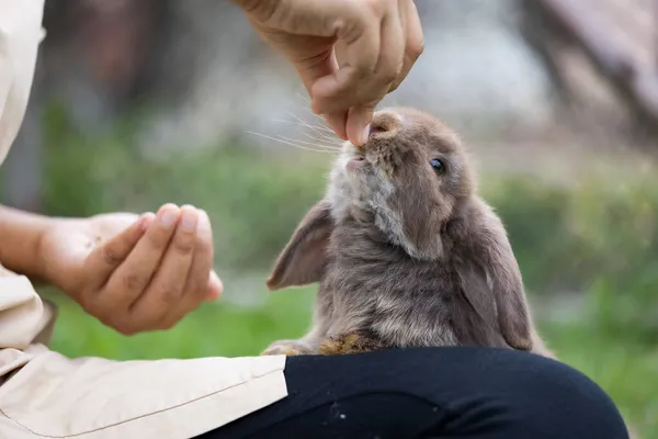 Mignon Lapin Manger Des Granulés Nourriture Main Propriétaire Femme Lapin — Photo