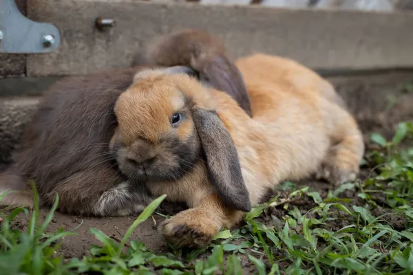 Dois Coelhos Bonitos Deitados Dormem Juntos Prado Com Amor Amizade — Fotografia de Stock