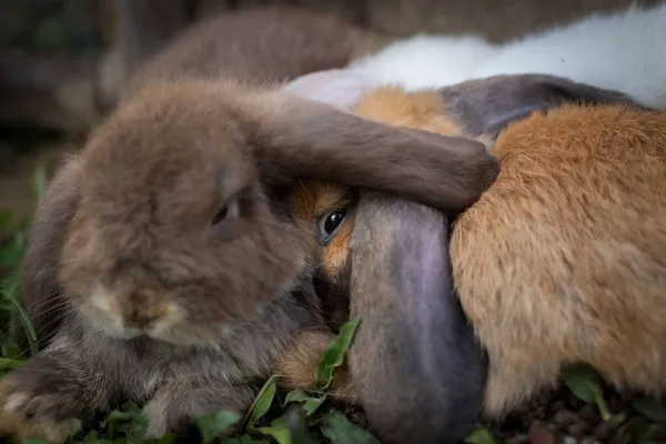 Tre Söta Kaniner Som Ligger Ner Och Sover Tillsammans Ängen — Stockfoto