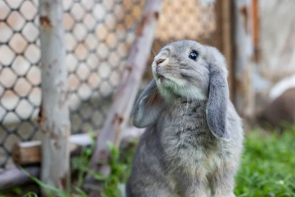 草原の緑の芝生でかわいいウサギの演奏 東のウサギとの友情 ハッピーウサギ — ストック写真