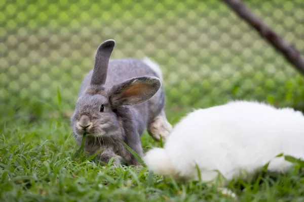 かわいいウサギのジャンプや草原の緑の芝生で遊んでいる 東のウサギとの友情 ハッピーウサギ — ストック写真
