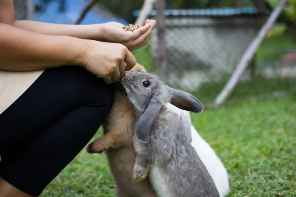 Lindo Conejo Comiendo Comida Pellets Mano Mujer Propietaria Conejo Hambriento — Foto de Stock