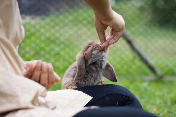 かわいいウサギは 所有者の女性の手からペレット食品を食べる 空腹のウサギの牧草地で食べ物を食べる 所有者はウサギに餌を与える 東ウサギとの友情 — ストック写真