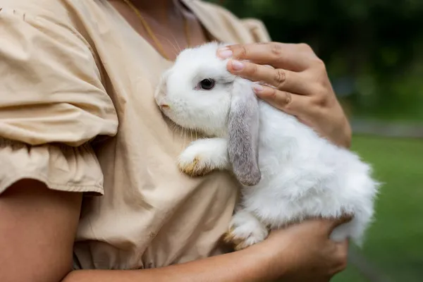 優しさと愛を持ってかわいいウサギを保持し 運ぶアジアの女性 かわいいイースターバニーとの友情 所有者と幸せなウサギ — ストック写真