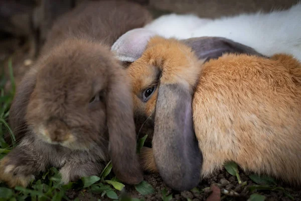 Three Cute Rabbits Lying Sleep Together Meadow Love Friendship Easter — Stock Photo, Image