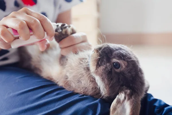 Owner Trimming Nails Her Pet Cute Rabbit Domestic Rabbit Lying — Stock Photo, Image