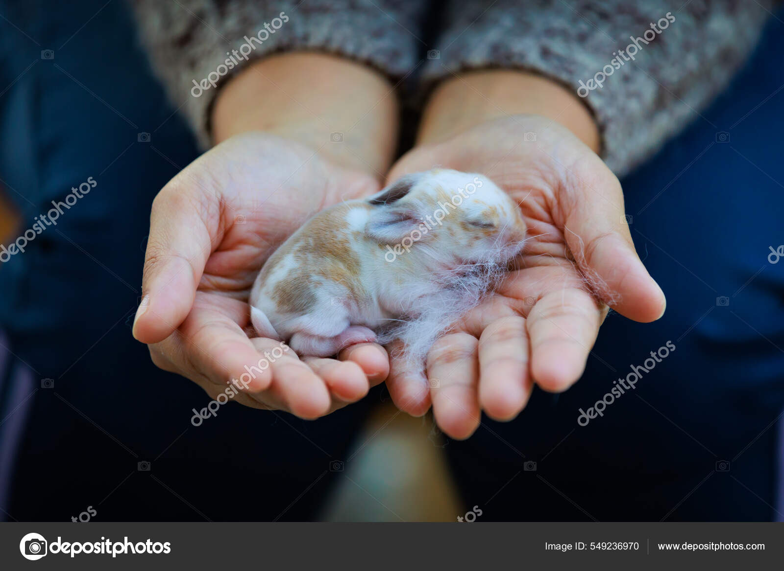 Newborn holland lop sales