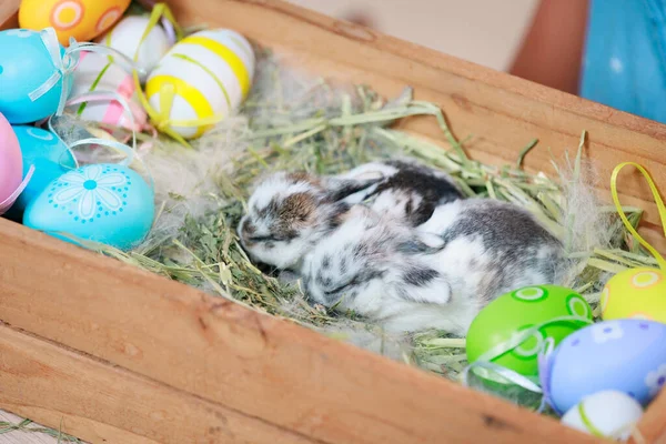 Grupo Bebé Holanda Lop Conejos Nido Con Piel Mamá Heno —  Fotos de Stock