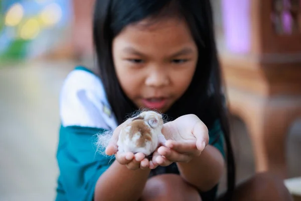 Pasgeboren Baby Holland Lop Konijntje Kinderhanden Aziatisch Meisje Houdt Klein Stockfoto