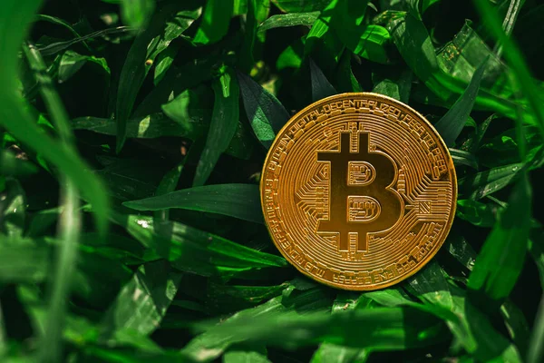 Çevresel, Sosyal ve Yönetim. Yenilenebilir Kripto Madencilik. Çimlerin üzerinde altın bitcoin