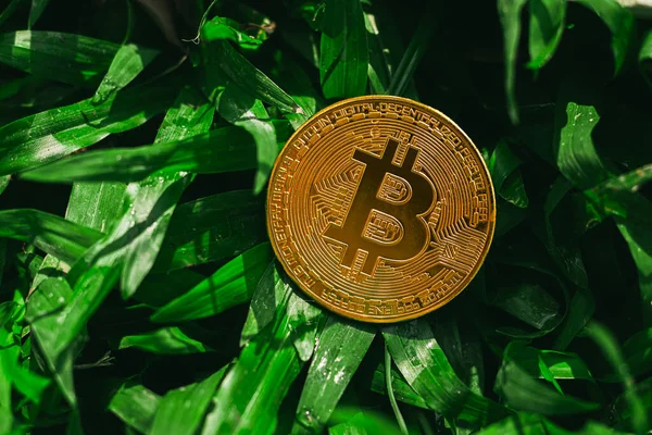 Çevresel, Sosyal ve Yönetim. Yenilenebilir Kripto Madencilik. Çimlerin üzerinde altın bitcoin