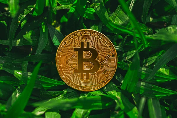 Çevresel, Sosyal ve Yönetim. Yenilenebilir Kripto Madencilik. Çimlerin üzerinde altın bitcoin.