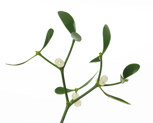 Close up of a mistletoe — Stock Photo, Image