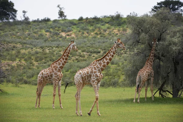 Girafas em Kgalagadi Transborder Park — Fotografia de Stock