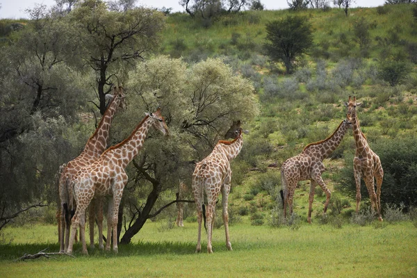 Girafas em Kgalagadi Transborder Park — Fotografia de Stock