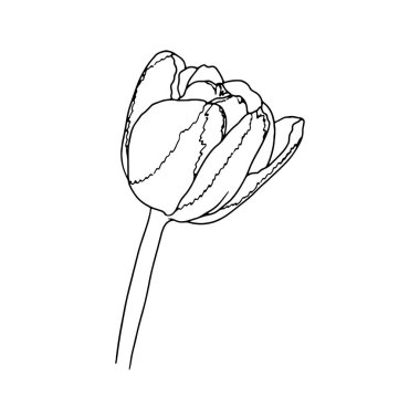 Lale. El çizimi bahar çiçekleri çizimi. Beyaz arkaplanda izole.