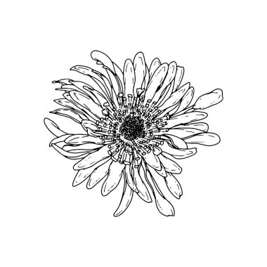Aster. El çizimi bahar çiçekleri çizimi. Beyaz arkaplanda izole.