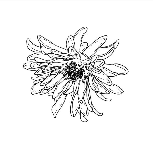 アスター。手描きの春の花のラインアート。白地に隔離された. — ストックベクタ