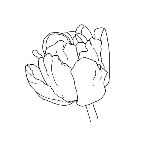 チューリップだ。手描きの春の花のラインアート。白地に隔離された. — ストックベクタ