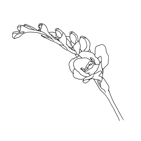 フリージア。手描きの春の花のラインアート。白地に隔離された. — ストックベクタ
